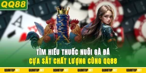 Thuốc nuôi gà đá cựa sắt